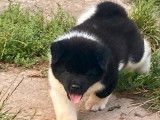 Disponibles à la vente 2 chiots Akita Américains LOF