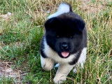 Disponibles à la vente 2 chiots Akita Américains LOF