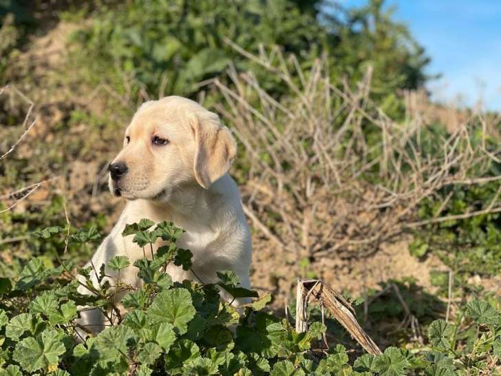 Chiots Labrador Retrievers sable LOF à réserver