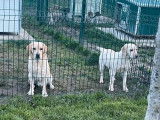 Chiots Labrador Retrievers sable LOF à réserver