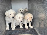 Chiots Labrador Retrievers sable LOF à réserver