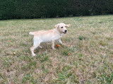 Chiots Labrador Retrievers sable LOF à réserver