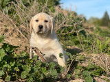 Chiots Labrador Retrievers sable LOF à réserver