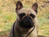 Chien adulte Bouledogue Français LOF pour saillie