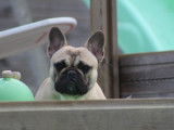 Chien adulte Bouledogue Français LOF pour saillie