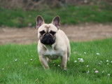 Chien adulte Bouledogue Français LOF pour saillie