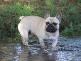 Chien adulte Bouledogue Français LOF pour saillie