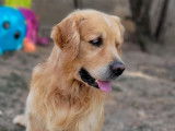 Disponible à la saillie un chien Golden Retriever LOF de 7 ans