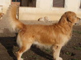 Disponible à la saillie un chien Golden Retriever LOF de 7 ans