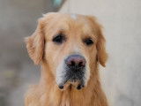 Disponible à la saillie un chien Golden Retriever LOF de 7 ans
