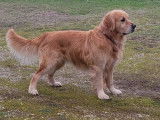 Disponible à la saillie un chien Golden Retriever LOF de 7 ans