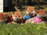 À réserver 7 chiots Shiba Inu LOF fauves