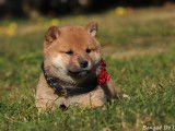 À réserver 7 chiots Shiba Inu LOF fauves