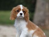 Un chiot mâle Cavalier King Charles LOF blenheim à vendre