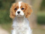 Un chiot mâle Cavalier King Charles LOF blenheim à vendre