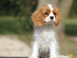 Un chiot mâle Cavalier King Charles LOF blenheim à vendre