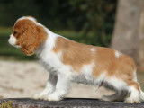 Un chiot mâle Cavalier King Charles LOF blenheim à vendre