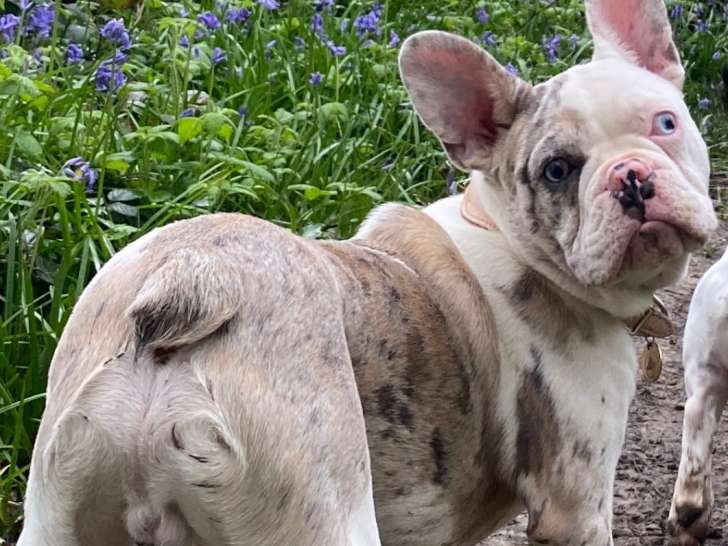 Mâle Bouledogue Français disponible pour saillie