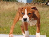 3 chiots American Staffordshire Terriers LOF disponibles à la vente