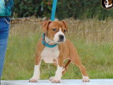3 chiots American Staffordshire Terriers LOF disponibles à la vente