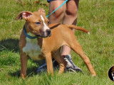 3 chiots American Staffordshire Terriers LOF disponibles à la vente