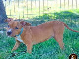6 chiots American American Staffordshire Terriers disponibles à l’achat (LOF)
