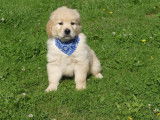 4 chiots Golden Retrievers LOF à réserver