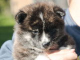 Chiot femelle Akita Inu rousse LOF disponible à la réservation