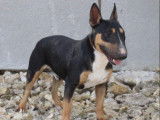 À vendre une chienne Bull Terrier Miniature bringée de 2 ans