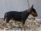 À vendre une chienne Bull Terrier Miniature bringée de 2 ans