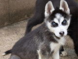 4 chiots Huskys Sibériens LOF disponibles à la vente