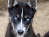 4 chiots Huskys Sibériens LOF disponibles à la vente