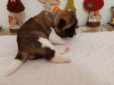 8 chiots Akita Américains LOF à réserver