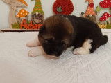 8 chiots Akita Américains LOF à réserver