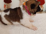 8 chiots Akita Américains LOF à réserver