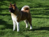 8 chiots Akita Américains LOF à réserver