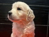 3 chiots Golden Retrievers mâles LOF à réserver