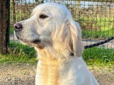 3 chiots Golden Retrievers mâles LOF à réserver