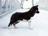 Chiot femelle Husky de Sibérie LOF disponible à la vente