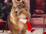 Mâle Pomsky micro F4 golden merle doré disponible pour saillie