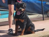 Un chien Rottweiler bicolore LOF d’un an en vente