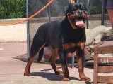 Un chien Rottweiler bicolore LOF d’un an en vente