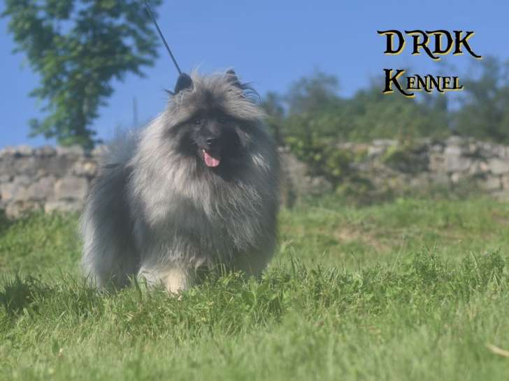 À vendre un chien Spitz-Loup LOF d’un an
