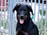 Disponible à l’achat un chiot Beauceron femelle LOF noir et feu