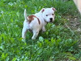 Chiot femelle Staffie LOF à vendre
