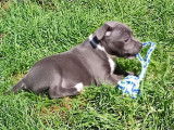 6 chiots Staffordshire Bull Terrier LOF disponibles à l’achat