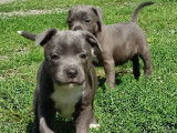 6 chiots Staffordshire Bull Terrier LOF disponibles à l’achat
