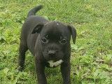 6 chiots Staffordshire Bull Terrier LOF disponibles à l’achat