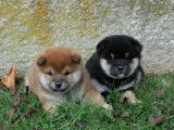 2 chiots Shiba Inus LOF à réserver