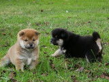 2 chiots Shiba Inus LOF à réserver